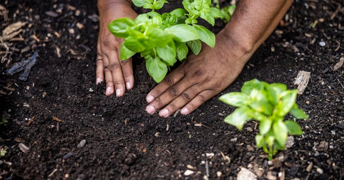 Biodiversity and food security