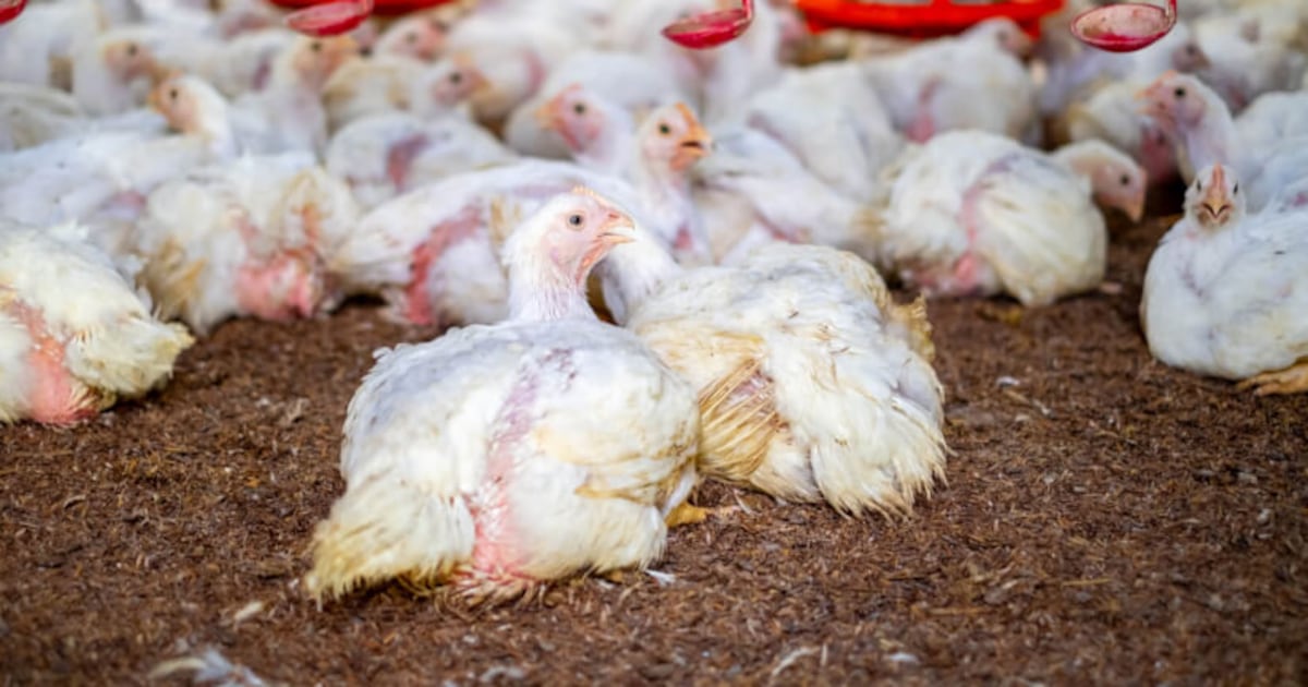 Europe’s fast food giants’ deplorable poultry welfare progress