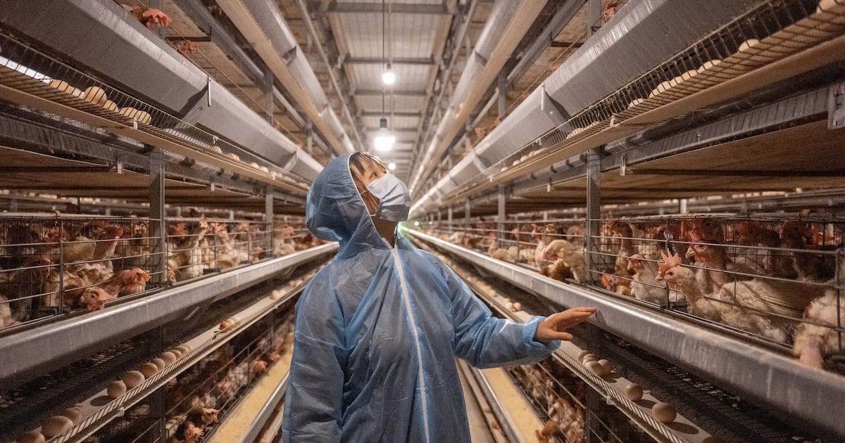 Bird flu cases hike up in Europe and US for Q3